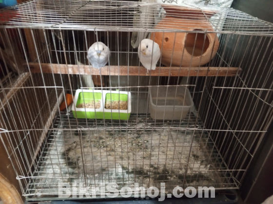 এক জোরা বাজিকা বিক্রি হবে খাচা,বাটি,হারি সব সহ